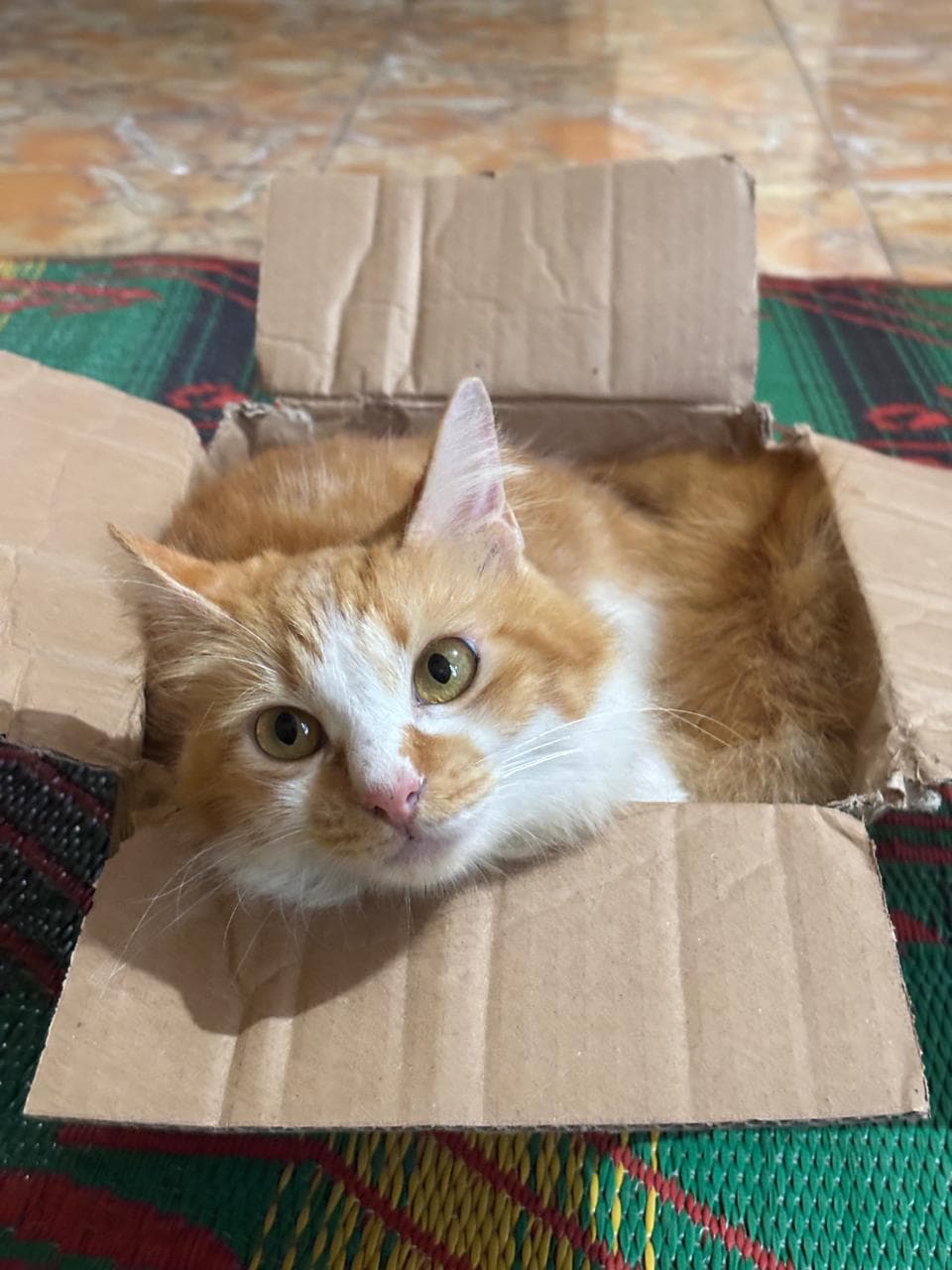 Bara — orange and white cat curled inside a cardboard box
