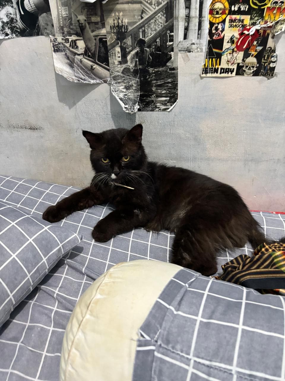 Panther — black cat lounging on a grid bedsheet